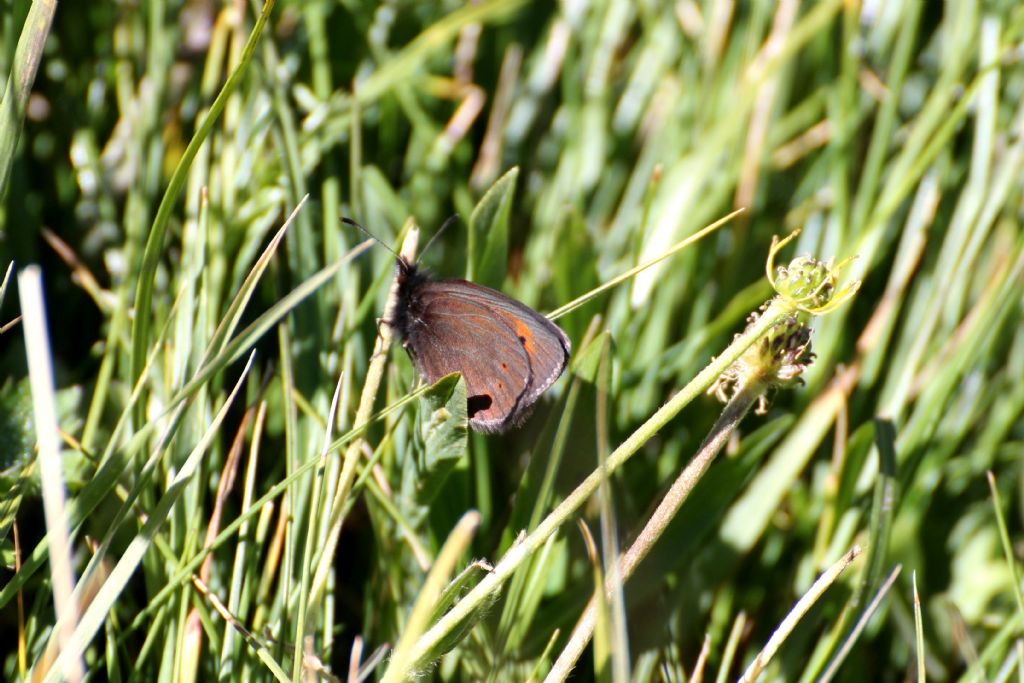 Erebia epiphron? S